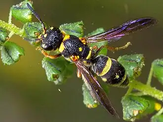 Оса Parancistrocerus pedestris