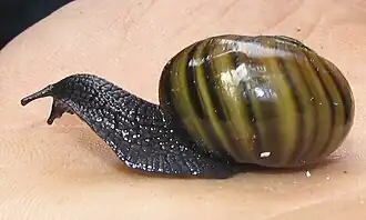 Powelliphanta augusta