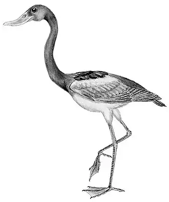 Реконструкция Presbyornis pervetus