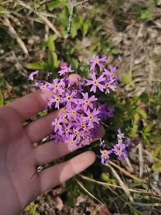 Цветущее растение в Быстринском районе Камчатки, Россия