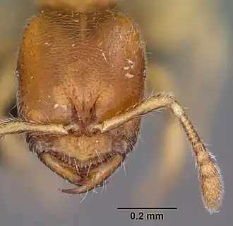 Муравей Prionopelta amabilis