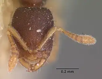 Муравей Prionopelta opaca