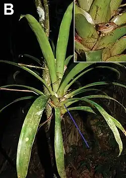 Лягушка на растении из семейства Бромелиевые