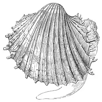 Procardium indicum
