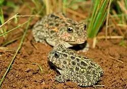 Proceratophrys moratoi