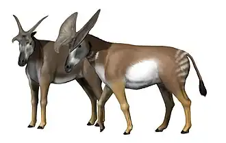 Prolibytherium magnieri, реконструкция, самка (слева) и самец