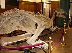 Скелет динозавра prosaurolophus maximus в помещении института.