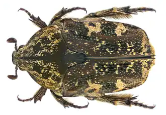 Protaetia fusca