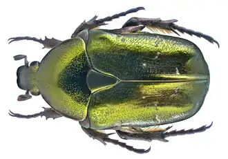 Бронзовка металлическая