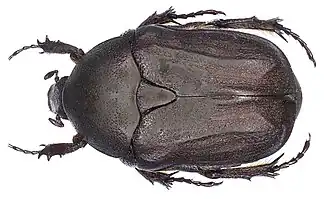 Бронзовка чёрная