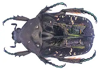 Protaetia (Calopotosia) orientalis