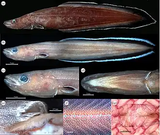 (a) Голотип, самка, 176 мм SL; (b–g) Паратип, молодь, 65 мм;(c,d) голова: вид сбоку и снизу; (e) жаберное отверстие; (f,g) окрашенная ализарином чешуя
