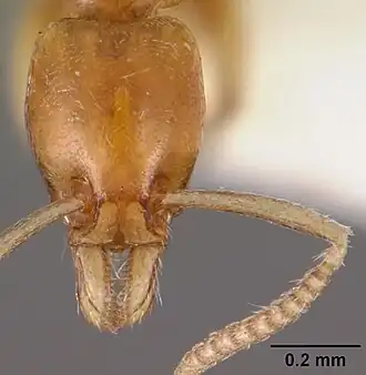 Муравей Protanilla rafflesi