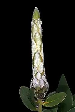 Закрытая цветочная головка