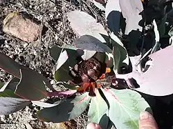 Созревшее соцветие