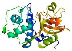 PDB прорисовка основана на 1glo.