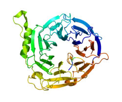Представлено на основе  PDB 3IIW.