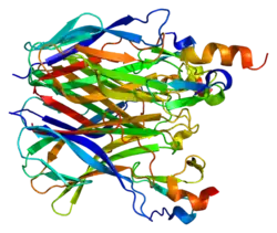 PDB прорисовано на основе 1xu1.