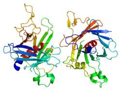 PDB прорисовано на основе 2fim.
