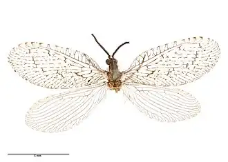 Protobiella zelandica