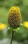 Rudbeckia laciniata с удалёнными лепестками и почти шаровидной или конической корзинкой