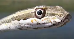 Стрела-змея