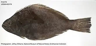 Индийский псеттод (Psettodes erumei)