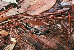 Красивая квакша