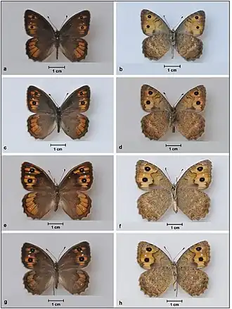 Бархатница Мнишека