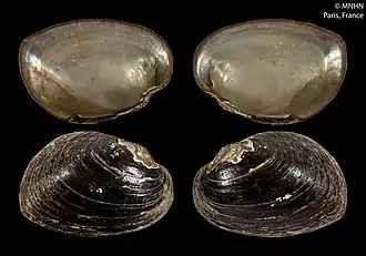 Раковина Pseudodon inoscularis