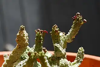 Pseudolithos dodsonianus