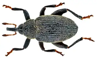 Pseudorchestes pratensis