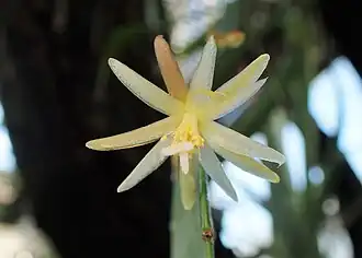 Pseudorhipsalis himantoclada