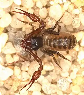 Pseudotyrannochthoniidae