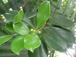 Гуайява (Psidium cattleianum)