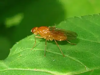 Обыкновенная безволоска