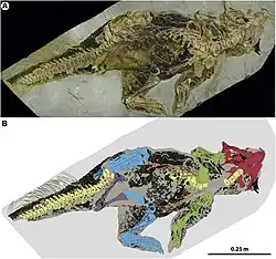 Образец пситтакозавра SMF R 4970 (Psittacosaurus sp.)