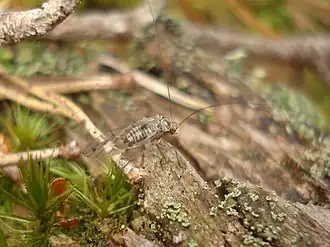 Psococerastis gibbosa