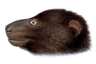 Чёрный птералопекс (Pteralopex atrata)