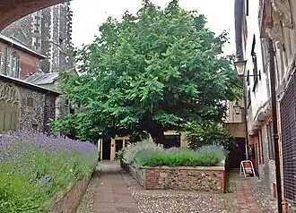 Габитус взрослого дерева, Норидж, Англия