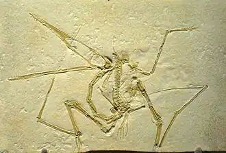 Окаменелость подросткового типового образца Pterodactylus antiquus