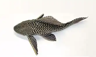 Pterygoplichthys sp.