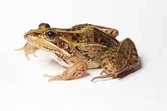 Гребнистая лягушка