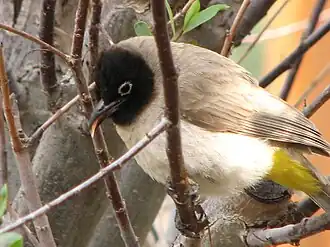 Желтопоясничный бюльбюльPycnonotus xanthopygos