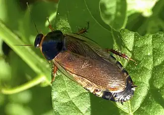 Суринамский таракан