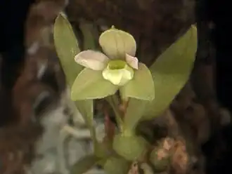 Pygmaeorchis brasiliensis—типовой вид рода