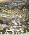 Сетчатый питон, номинативный подвид (Python reticulatus reticulatus)
