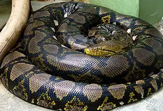 Сетчатый питон, номинативный подвид (Python reticulatus reticulatus)