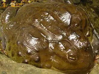 Крупная взрослая особь