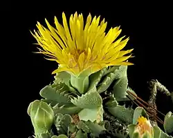 Faucaria tigrina